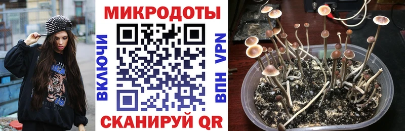 Галлюциногенные грибы Cubensis Закаменск